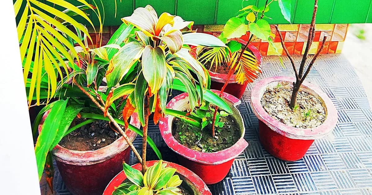 Solar Subsidy Haryana 2025: Central Benefit, HAREDA Steps, DHBVN vs UHBVN